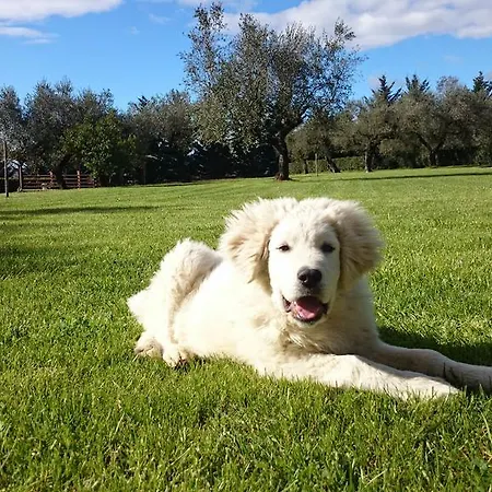 Alloggio per agriturismo Il Casino Di Remartello Loreto Aprutino